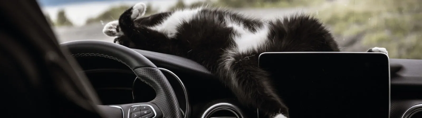 Comment voyager avec son animal de compagnie en véhicule de loisirs ?