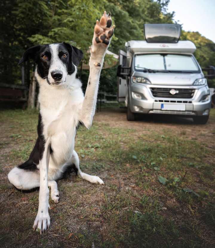 transporter son animal en sécurité
